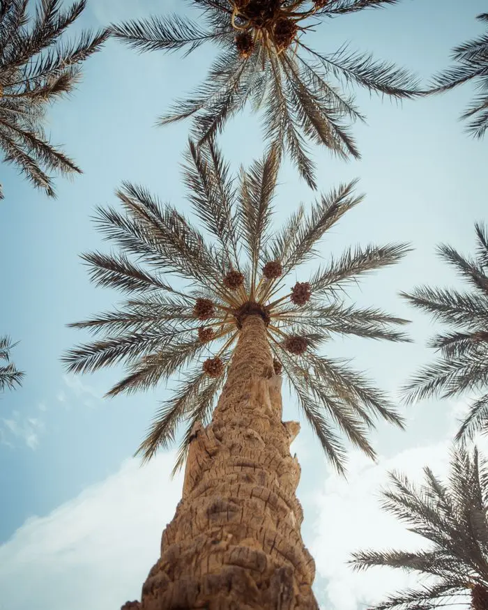 Stunning low-angle shot of date palm trees against a clear blue sky in Biskra, Algeria.