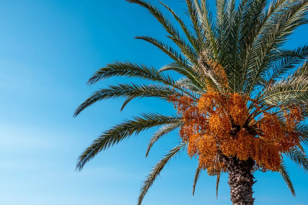 Vibrant palm tree with orange dates set against a clear blue sky in Bodrum, Türkiye.