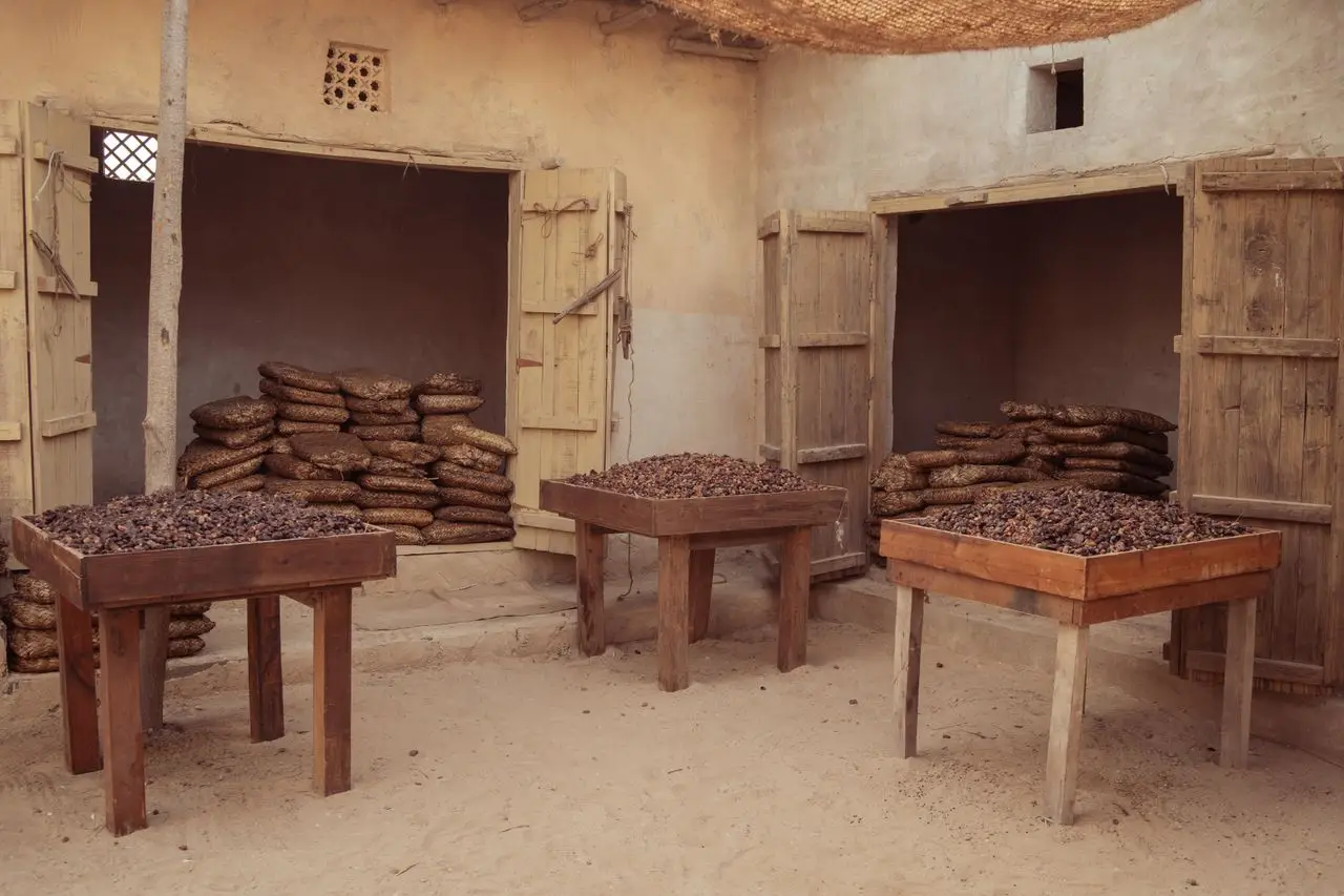 Rustic outdoor setting with dates drying on tables and sacks stored in a shed.